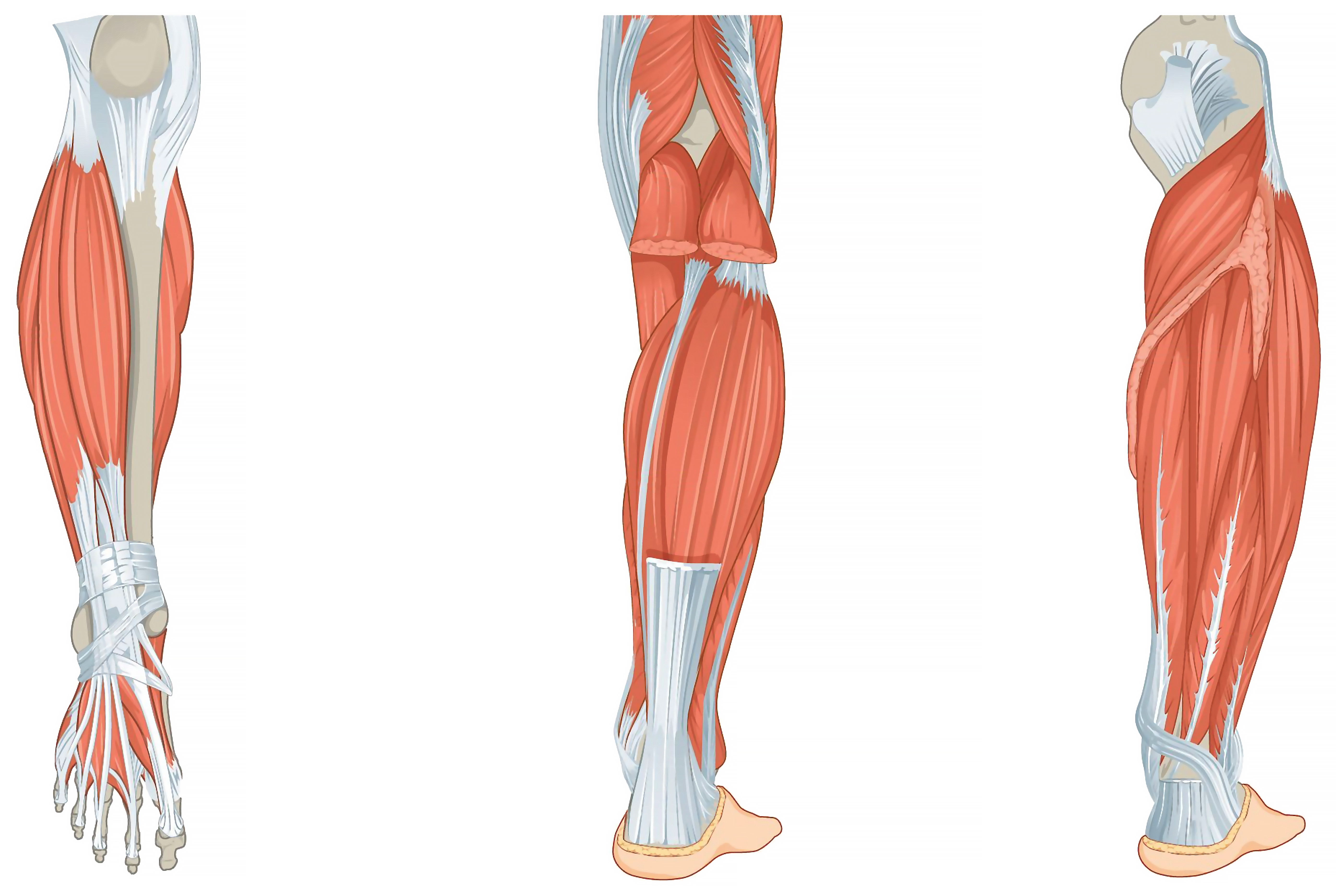 Lower body muscles deals